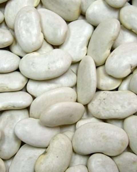Premium Quality Vaal/Broad Bean by Siddha Agro Industry
