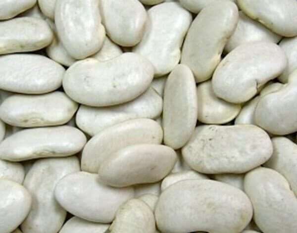 Premium Quality Vaal/Broad Bean by Siddha Agro Industry