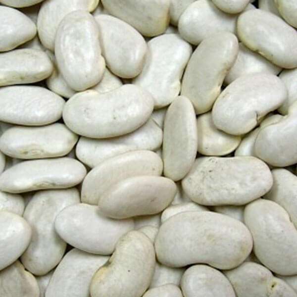 Premium Quality Vaal/Broad Bean by Siddha Agro Industry