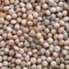 Pigeon Peas