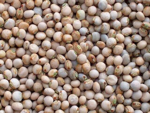 Premium Quality Pigeon peas by Siddha Agro Industry