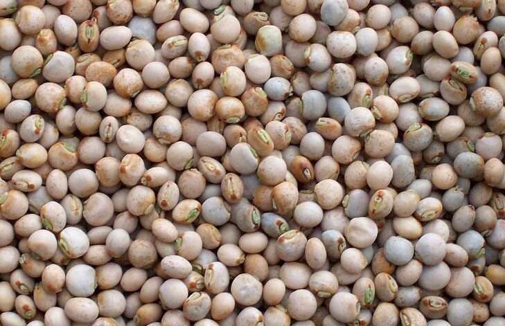 Premium Quality Pigeon peas by Siddha Agro Industry