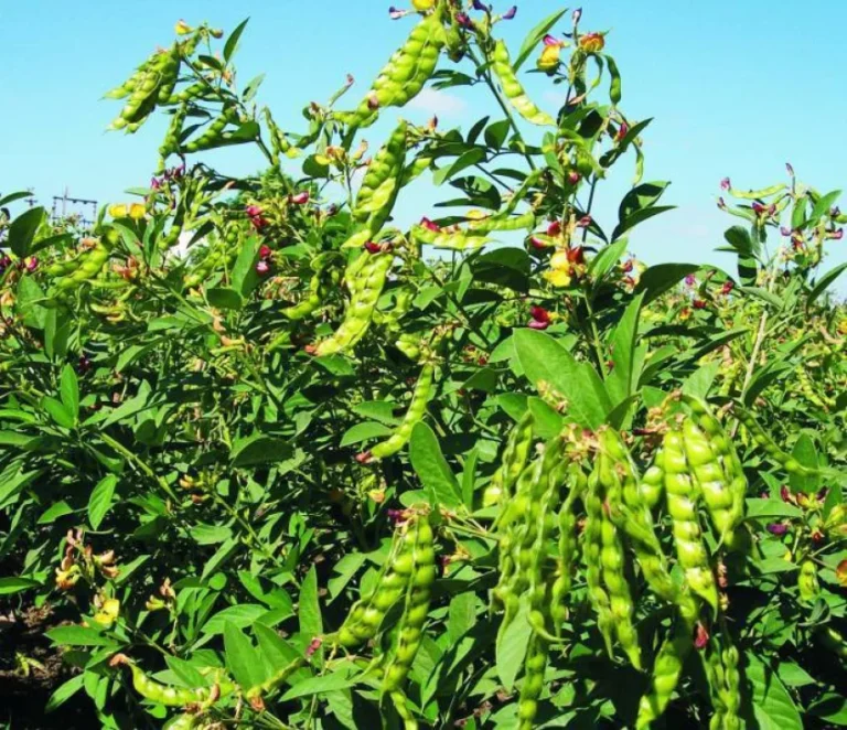 Pigeon Peas PLant