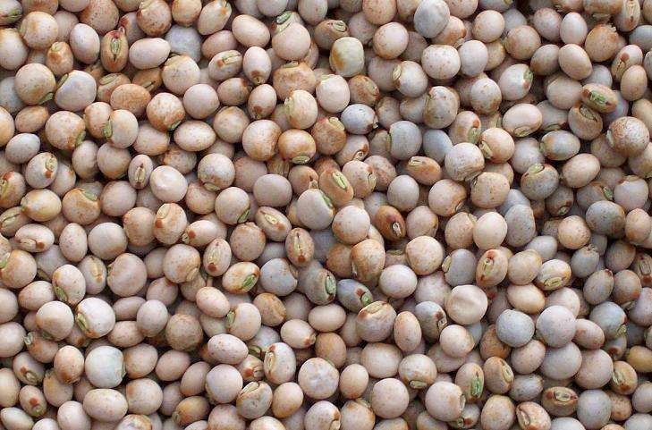 Premium Quality Pigeon peas by Siddha Agro Industry