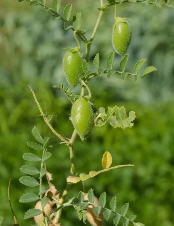 Brown Lentil/ Masoor Sabut Plant