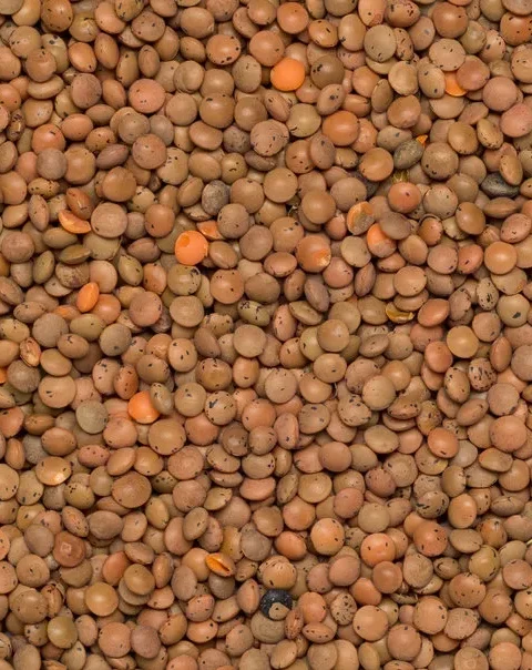Premium Quality Brown Lentil/ Masoor Sabut by Siddha Agro Industry