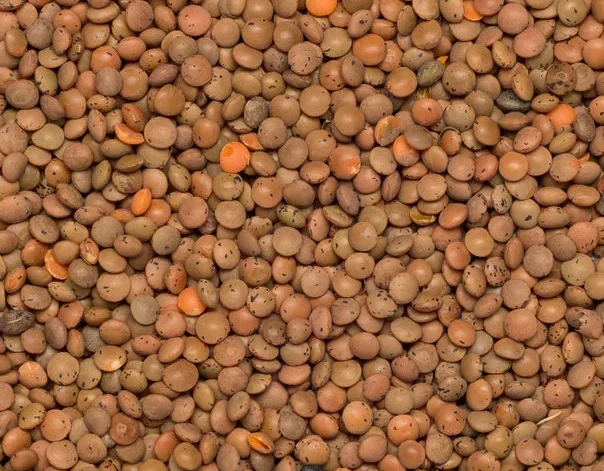 Premium Quality Brown Lentil/ Masoor Sabut by Siddha Agro Industry