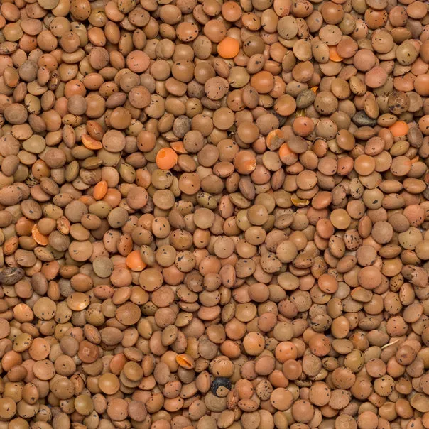 Premium Quality Brown Lentil/ Masoor Sabut by Siddha Agro Industry
