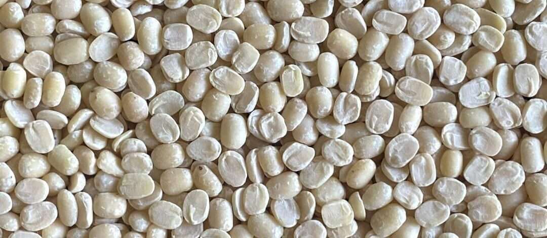 Premium Quality White Urad Dal/black gram split skimmed by Siddha Agro Industry