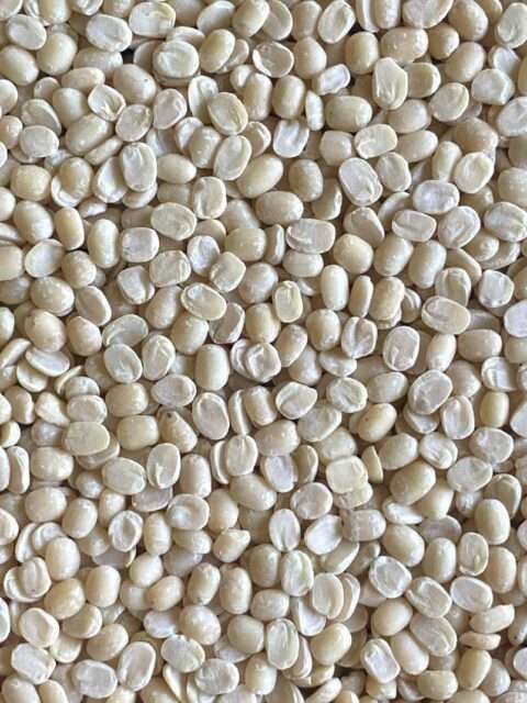 Premium Quality White Urad Dal/black gram split skimmed by Siddha Agro Industry