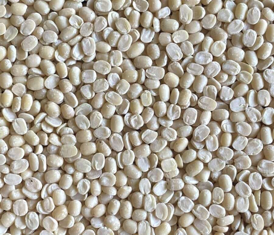 Premium Quality White Urad Dal/black gram split skimmed by Siddha Agro Industry