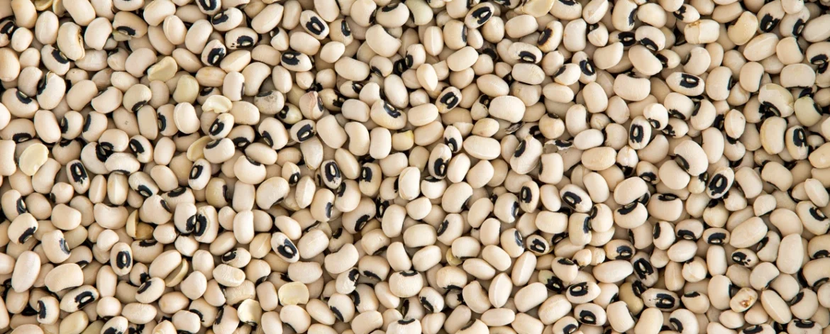 Premium Quality Black Eyed peas by Siddha Agro Industry