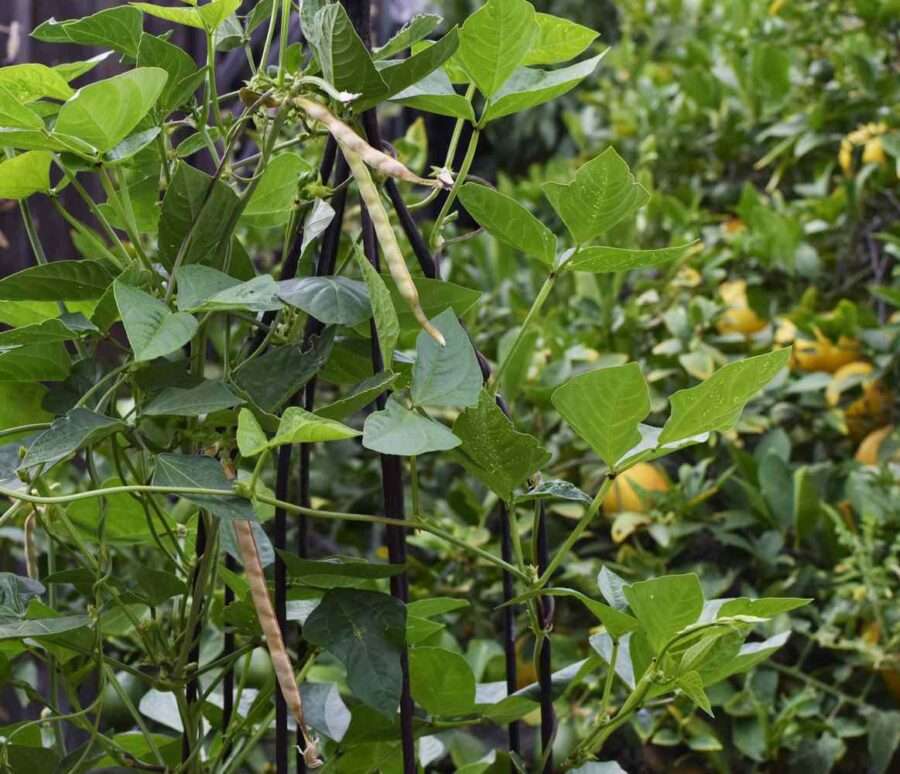 Black Eyed Peas Plant