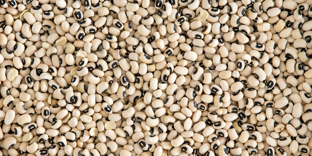 Premium Quality Black Eyed peas by Siddha Agro Industry