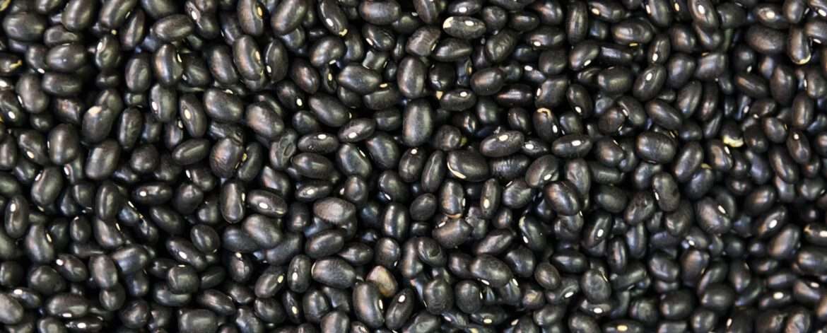 Premium Quality Chickpeas by Siddha Agro Industry