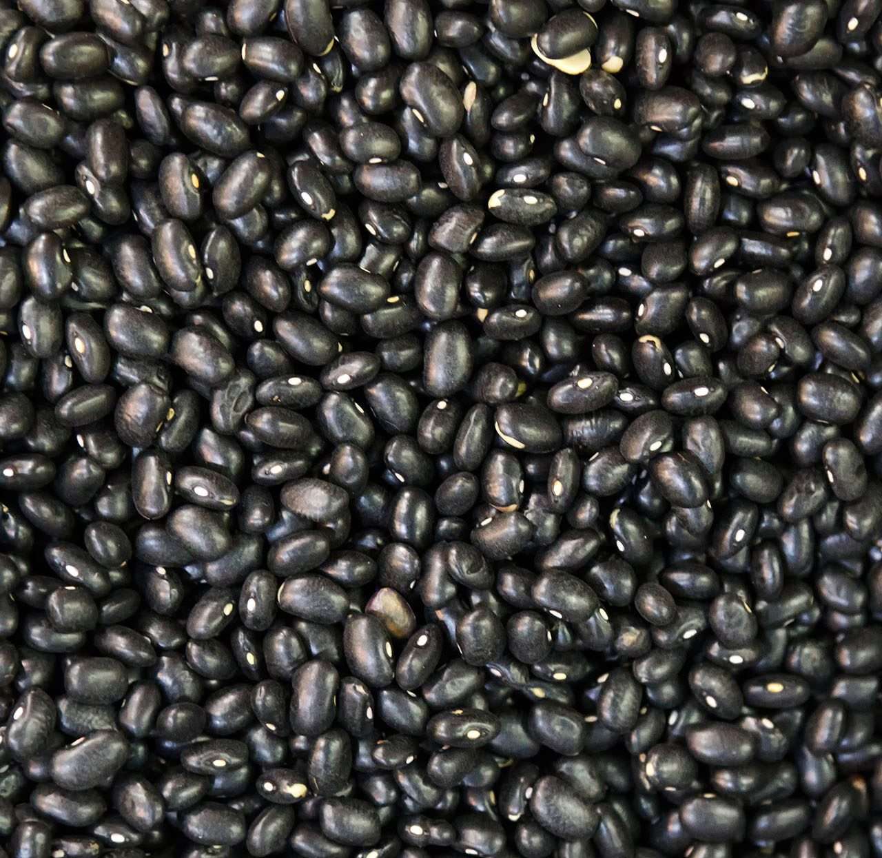 Premium Quality Chickpeas by Siddha Agro Industry