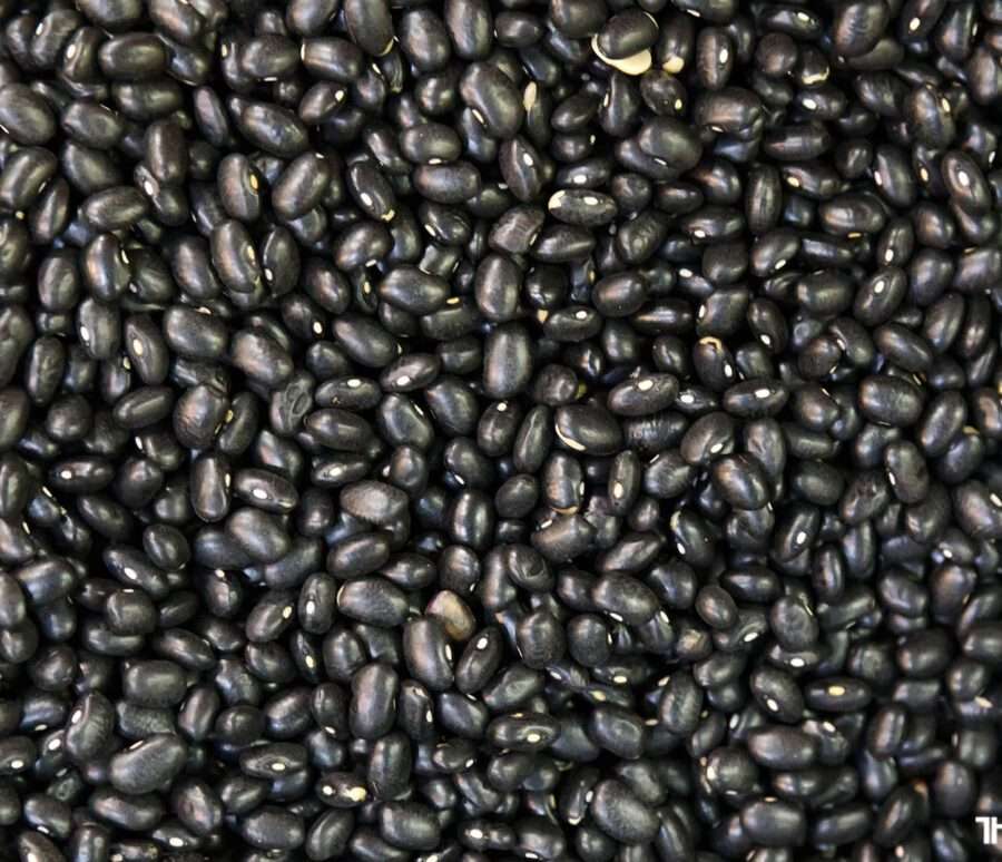 Premium Quality Chickpeas by Siddha Agro Industry