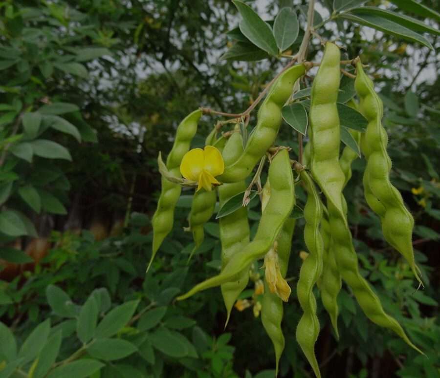 Urad Daal Plant
