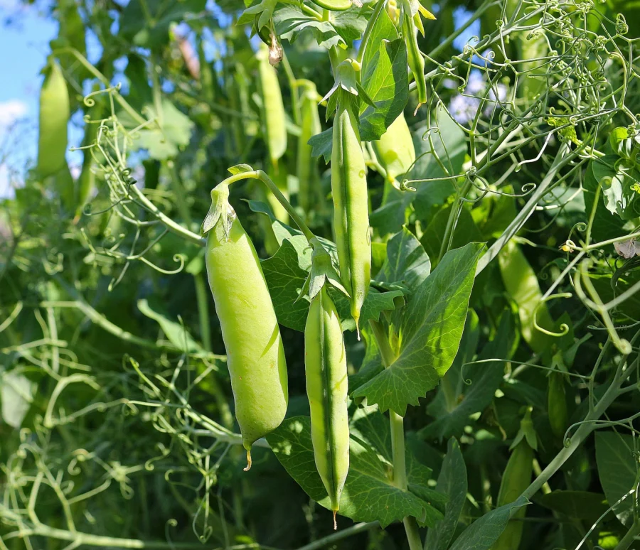 Green Pea PLant