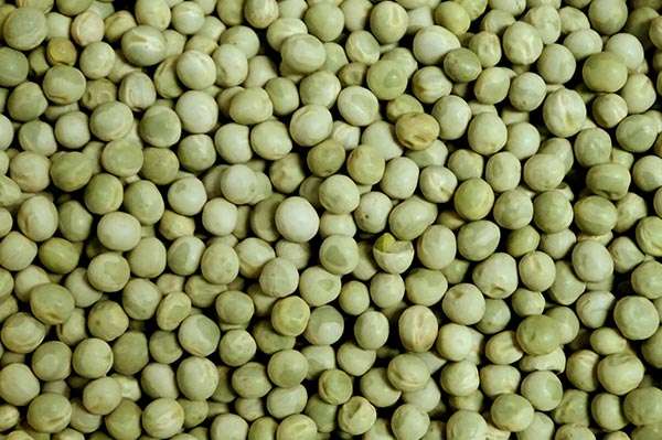 Premium Quality Green Pea/Matar by Siddha Agro Industry