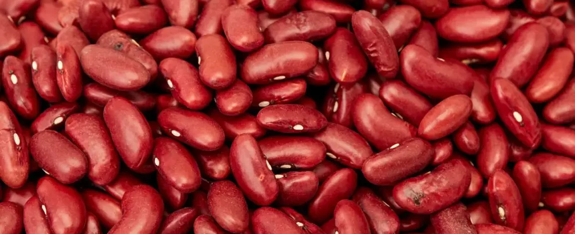Premium Quality Red Kidney Beans by Siddha Agro Industry