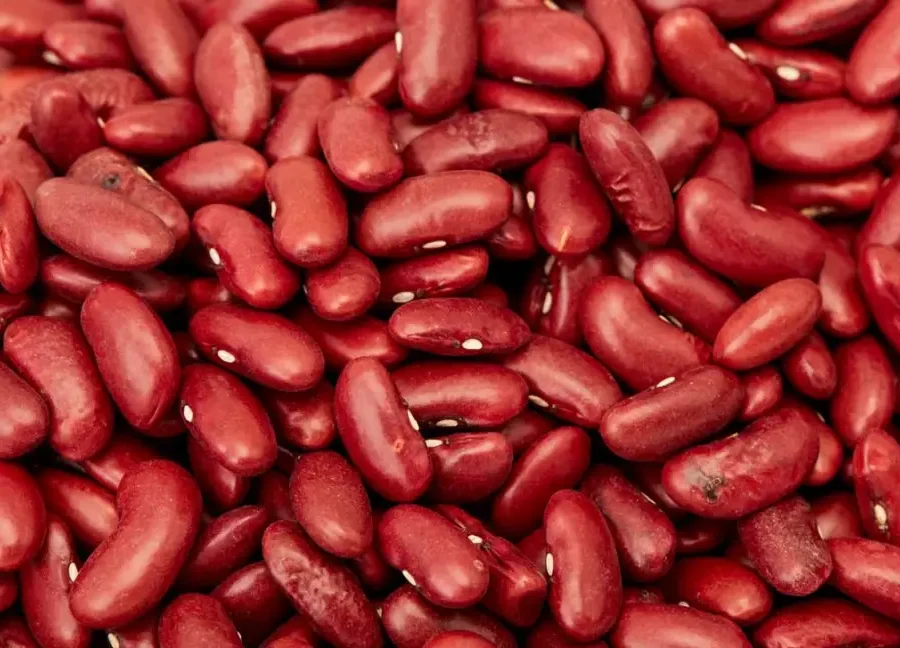 Premium Quality Red Kidney Beans by Siddha Agro Industry