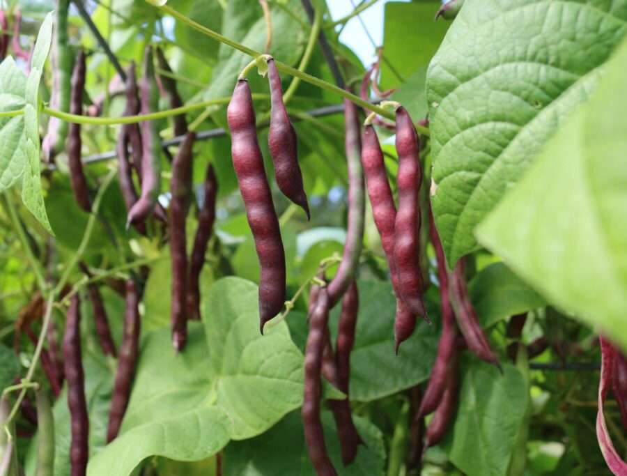 Red Kidney Peas Plant