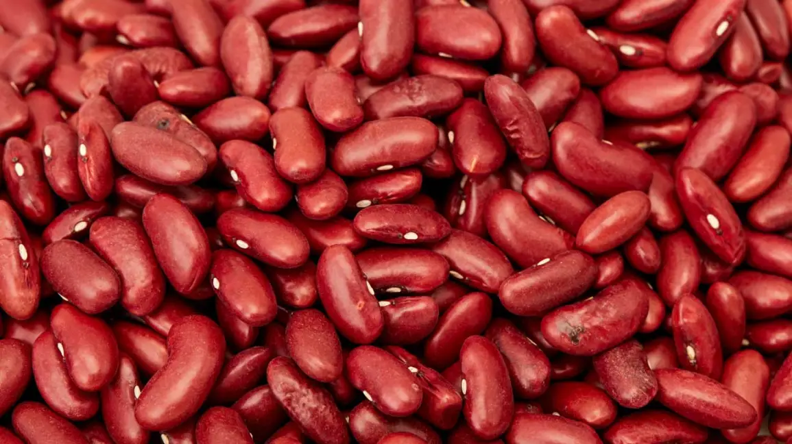 Premium Quality Red Kidney Beans by Siddha Agro Industry