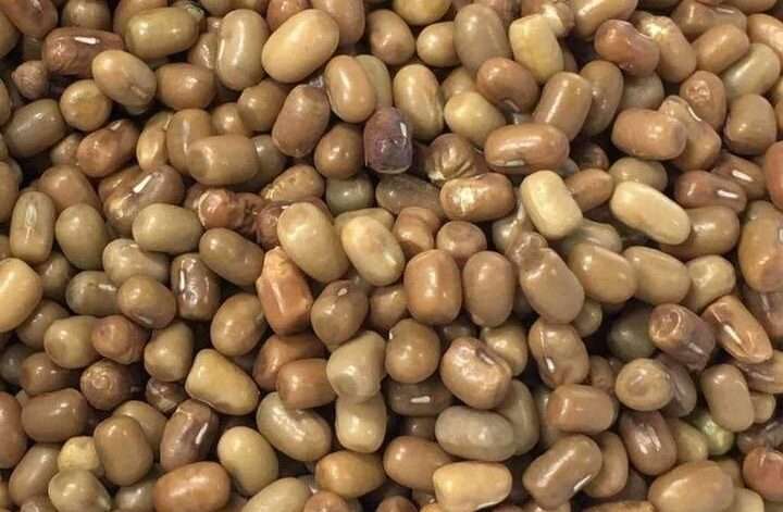 Premium Quality Moth Bean by Siddha Agro Industry