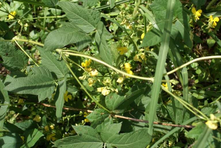 Moth Bean Plant
