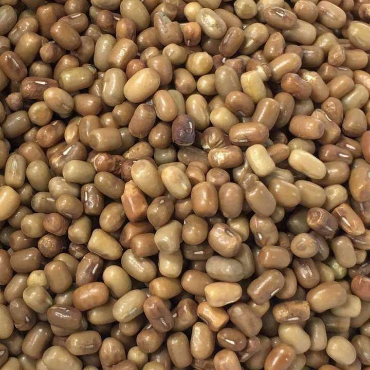 Premium Quality Moth Bean by Siddha Agro Industry