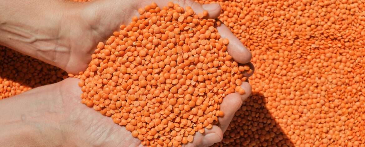 Cooked red lentils - a versatile and nutritious ingredient for any recipe.