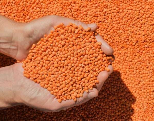 Cooked red lentils - a versatile and nutritious ingredient for any recipe.