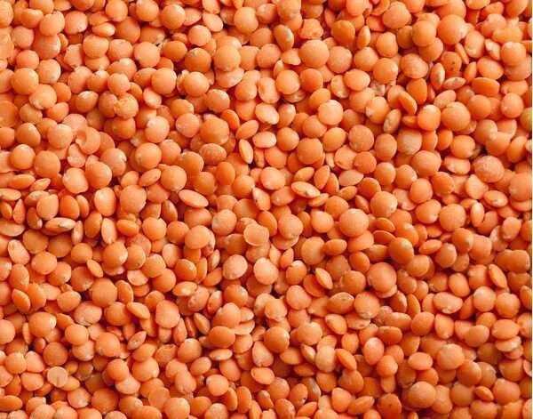 Premium Quality Red Lentils/Masoor Dal by Siddha Agro Industry