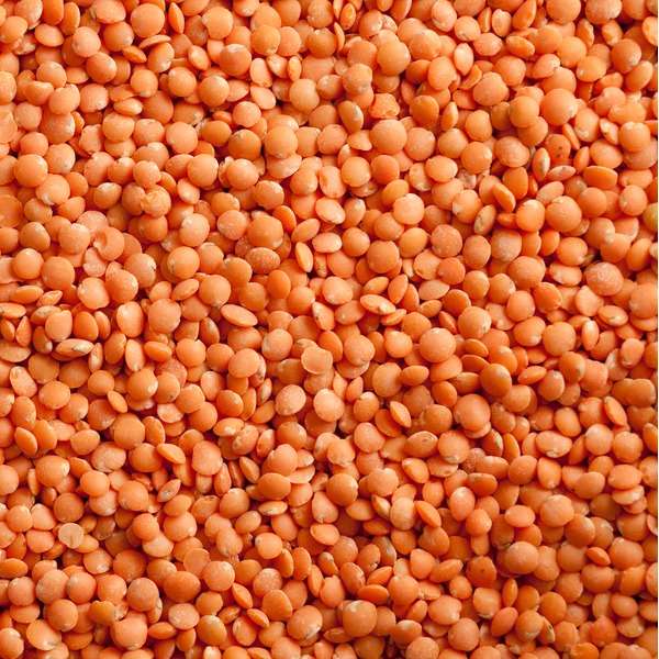 Premium Quality Red Lentils/Masoor Dal by Siddha Agro Industry