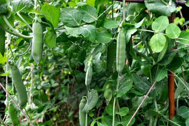 Chick Pea Plant